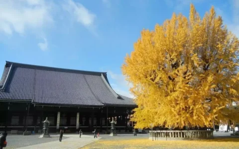 淨土真宗之基礎